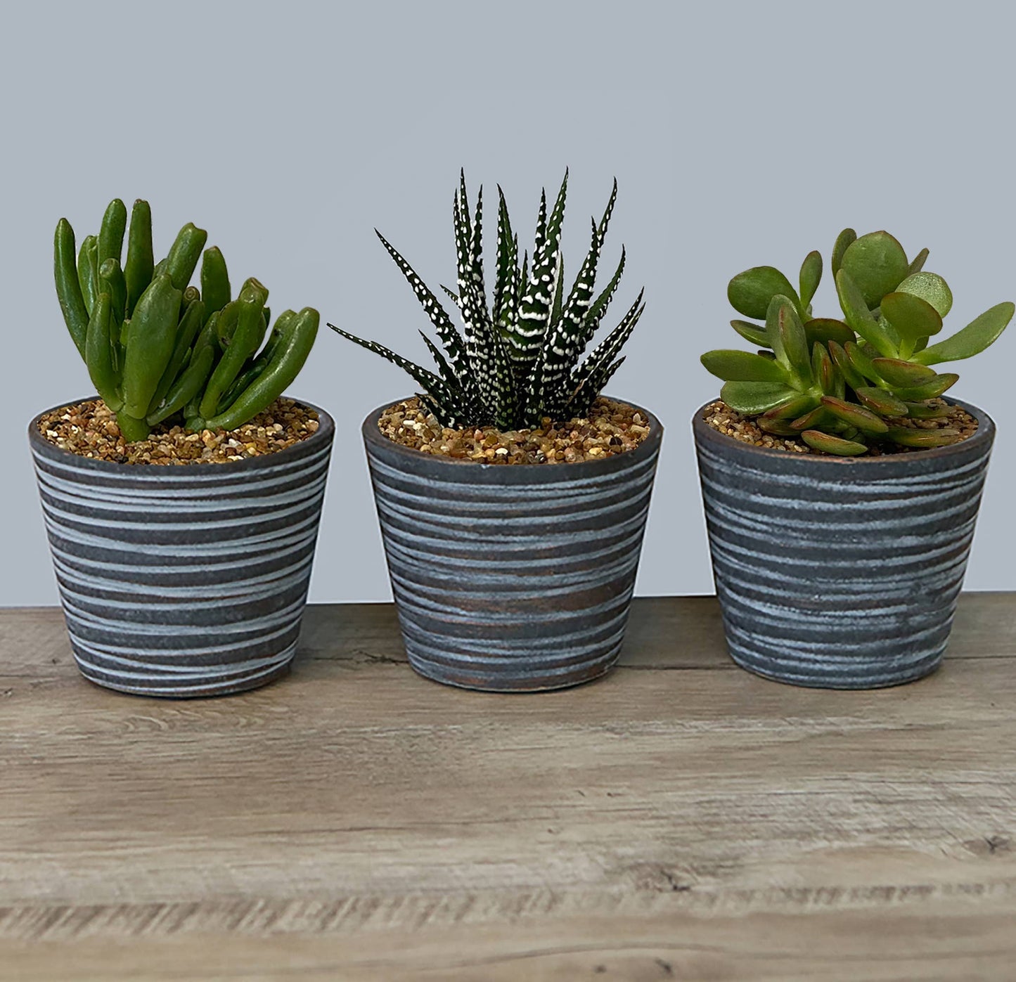 InSideOut - 4" Indoor Ceramic Succulent Pots - Sitka Collection