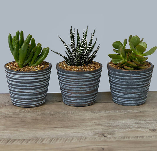InSideOut - 4" Indoor Ceramic Succulent Pots - Sitka Collection