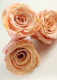 Verdissimo Rose- Peach