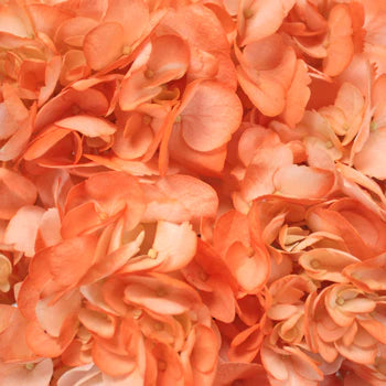 Verdissimo Hydrangea- Prim Orange