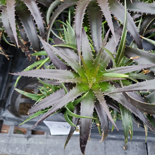 red dyckia