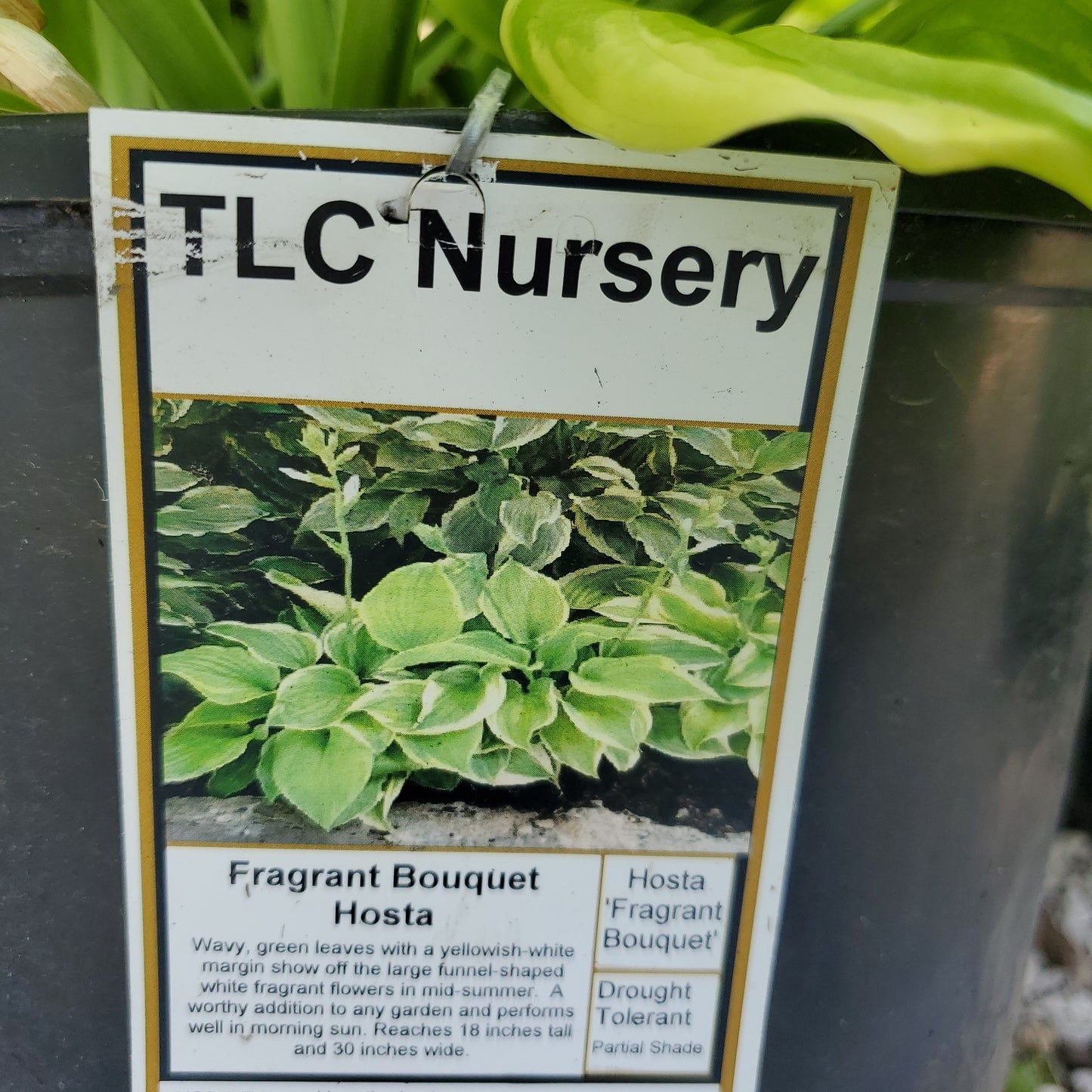 fragrant bouquet hosta