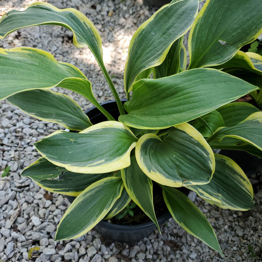 Hosta Yellow River