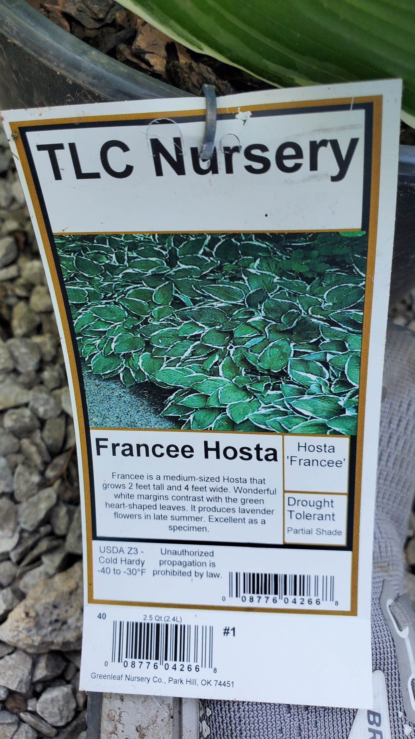 Francee Hosta