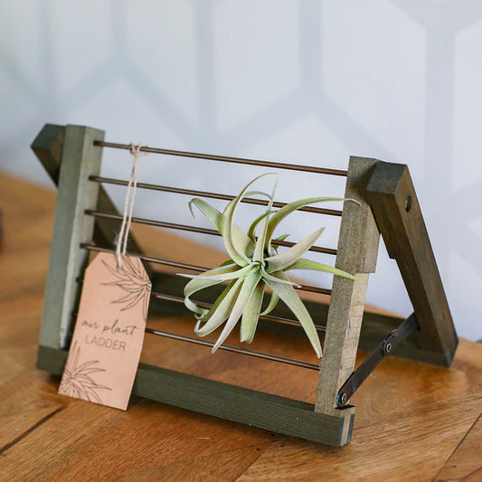 6" air plant ladder