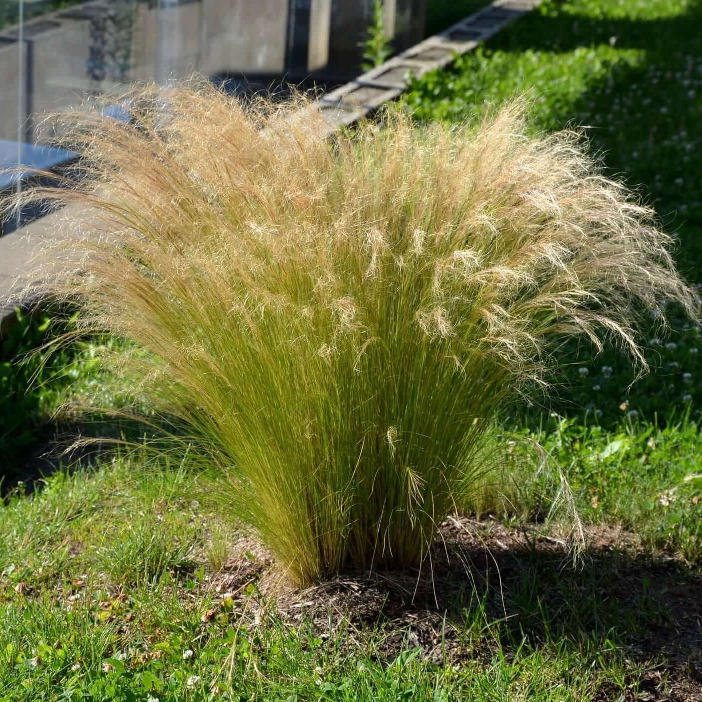 1 Gallon Mexican Feather Grass