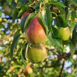 Pear- Ayers 5 Gallon Tree