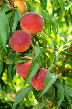 Nectarine- Bradley 5 Gallon Tree