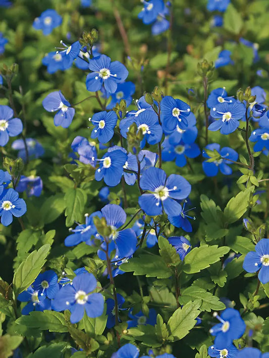 Georgia blue speedwell 1 Gallon