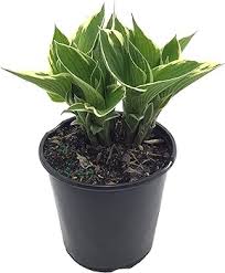 SN- Hosta 1 gallon