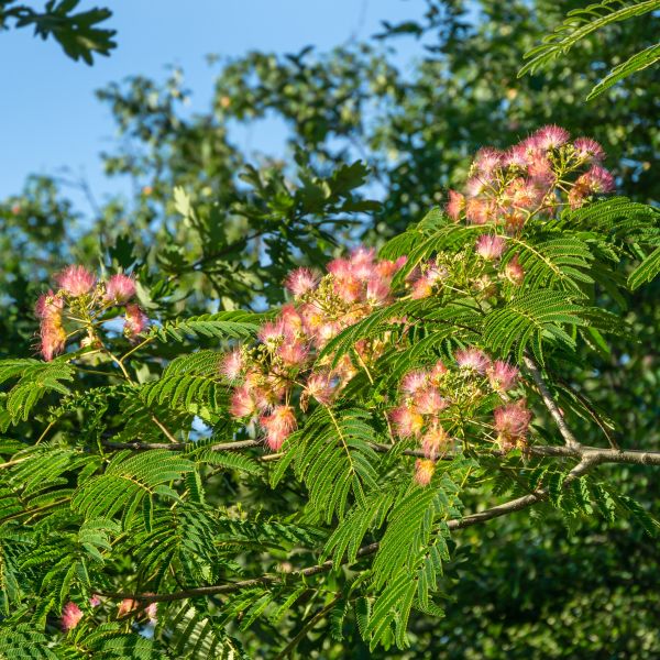 Mimosa- 15 Gallon Tree (pink blooms)