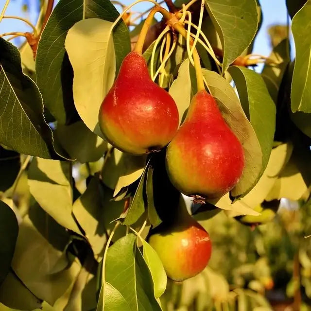 Pear- Moonglow 3 Gallon