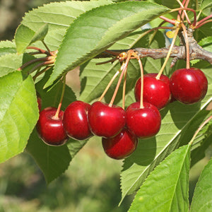 Cherry- North Star 5 Gallon tree