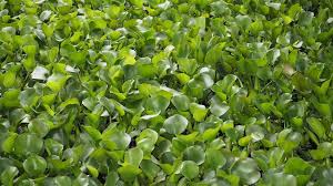 SL- Water Hyacinth