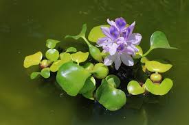 SL- Water Hyacinth