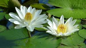 SL- Water Lillies