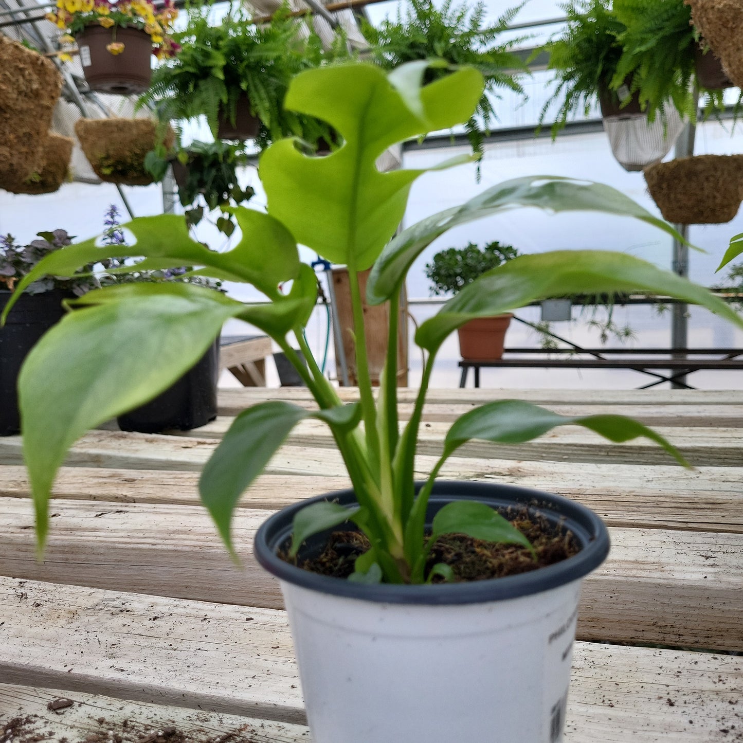 Philodendron Minima