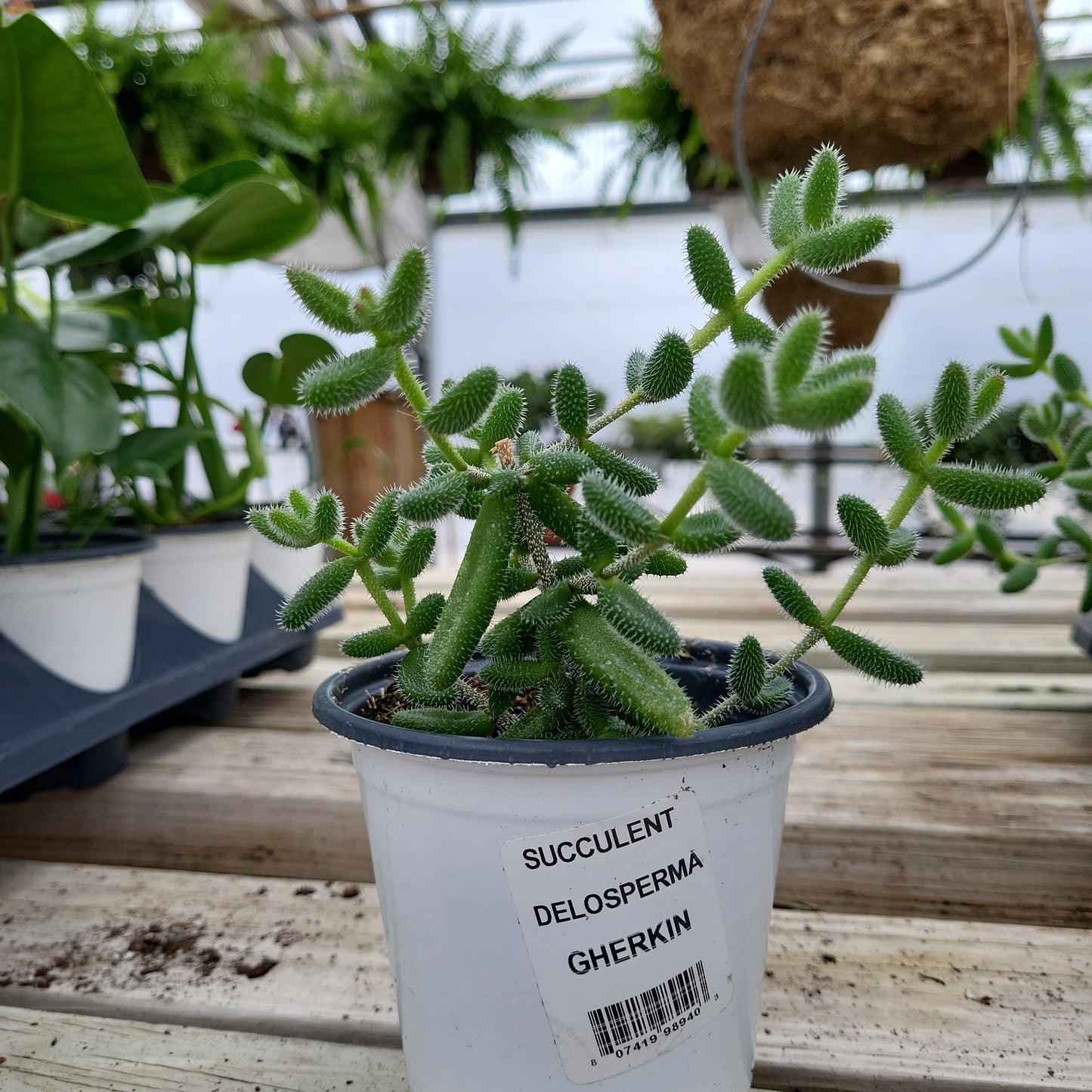 Delosperma Gherkin