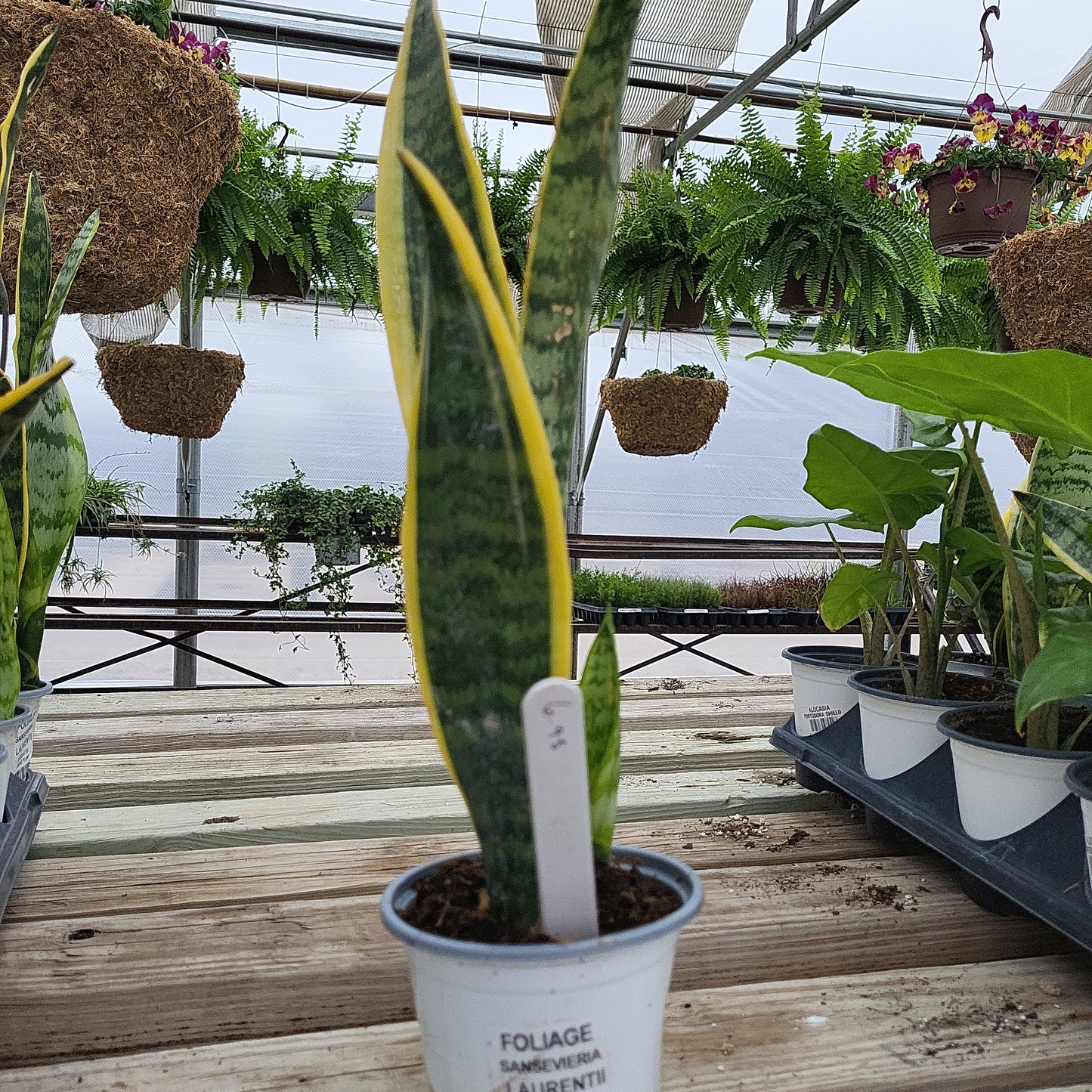 Sansevieria Laurentii