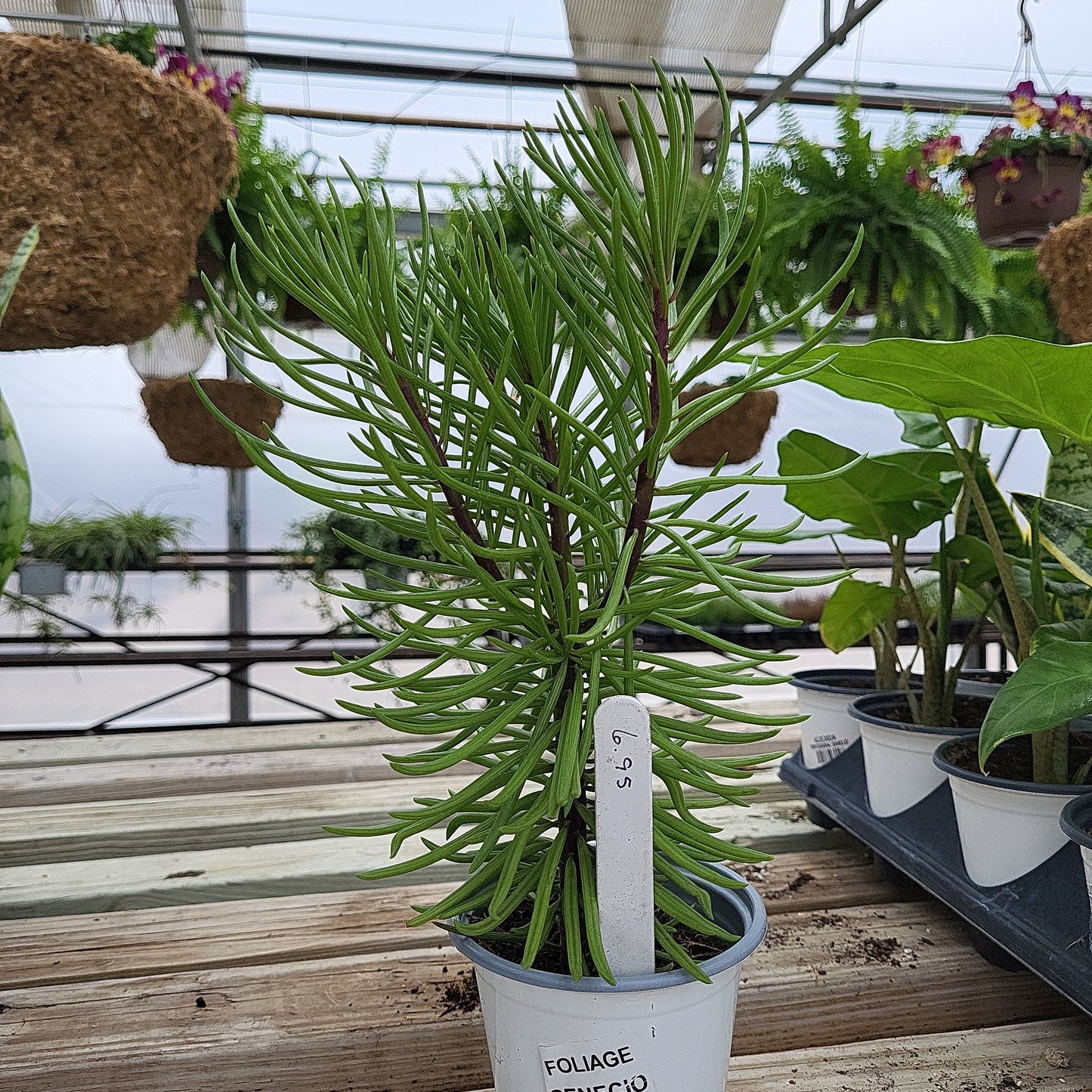 Senecio Himalaya