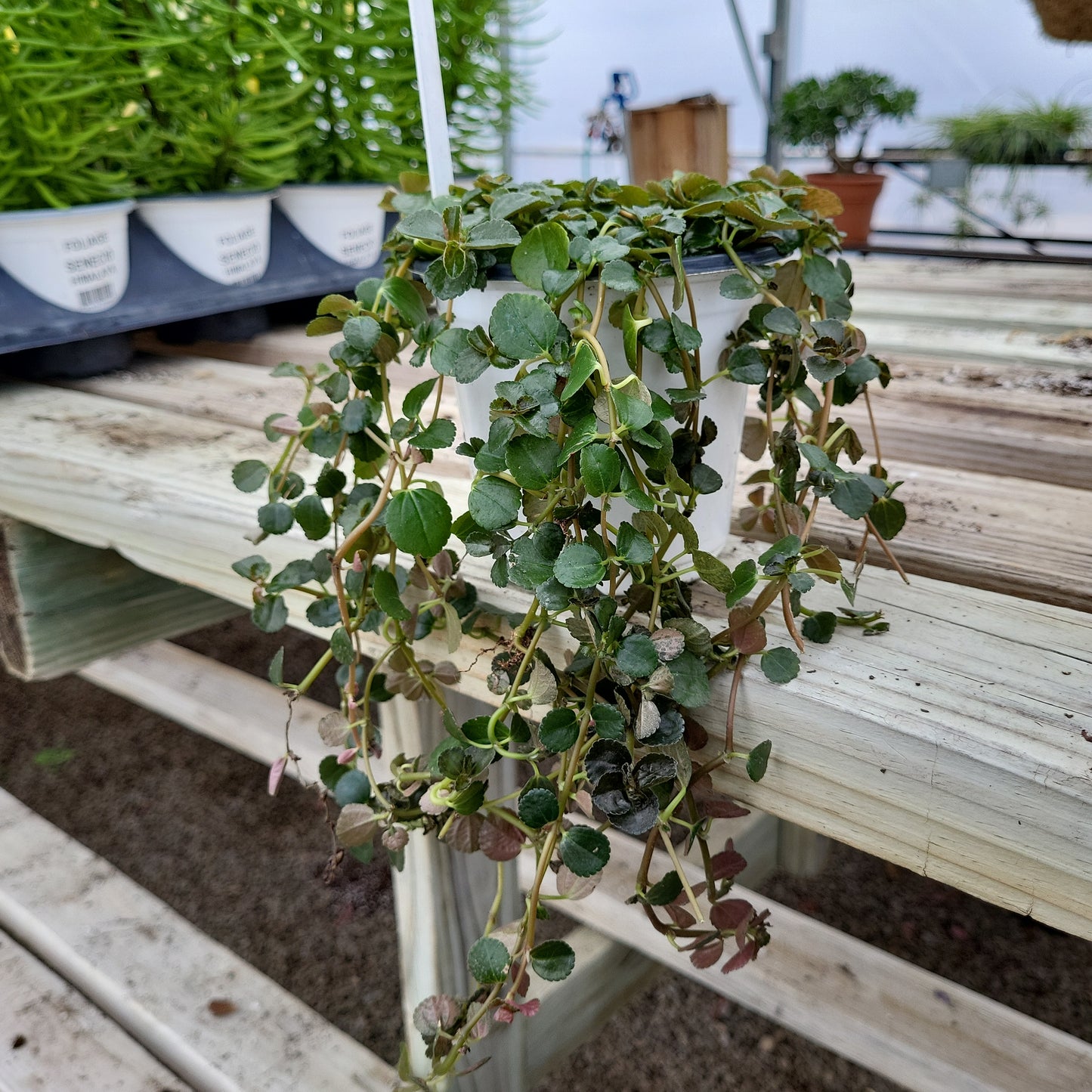 Pilea Palus