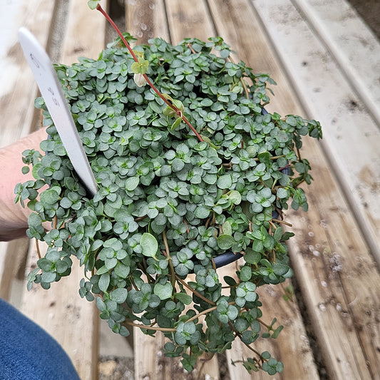 Pilea MYSTIFALL