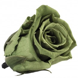 Verdissimo Rose- Moss Green
