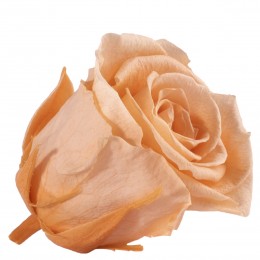 Verdissimo Rose- Peach