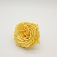 Verdissimo Rose- Bright Yellow